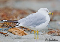 Larus delawarensis